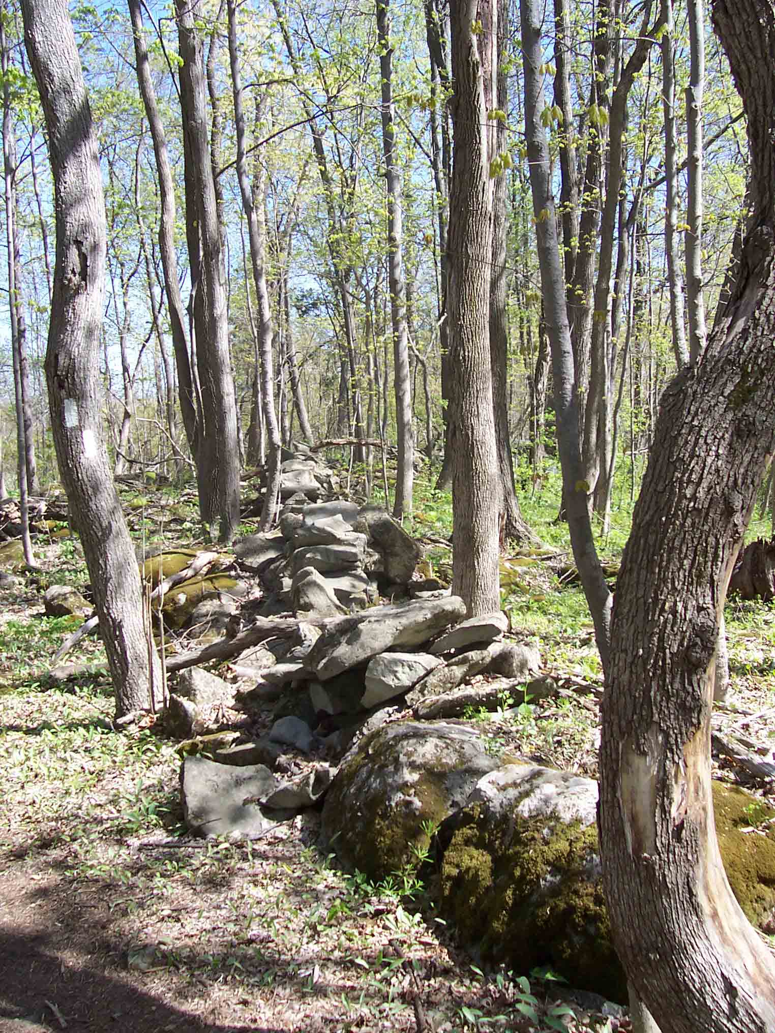 mm 1.2 - Stone Fence in woods just east of Pochuk Swamp.  Courtesy dlcul@conncoll.edu