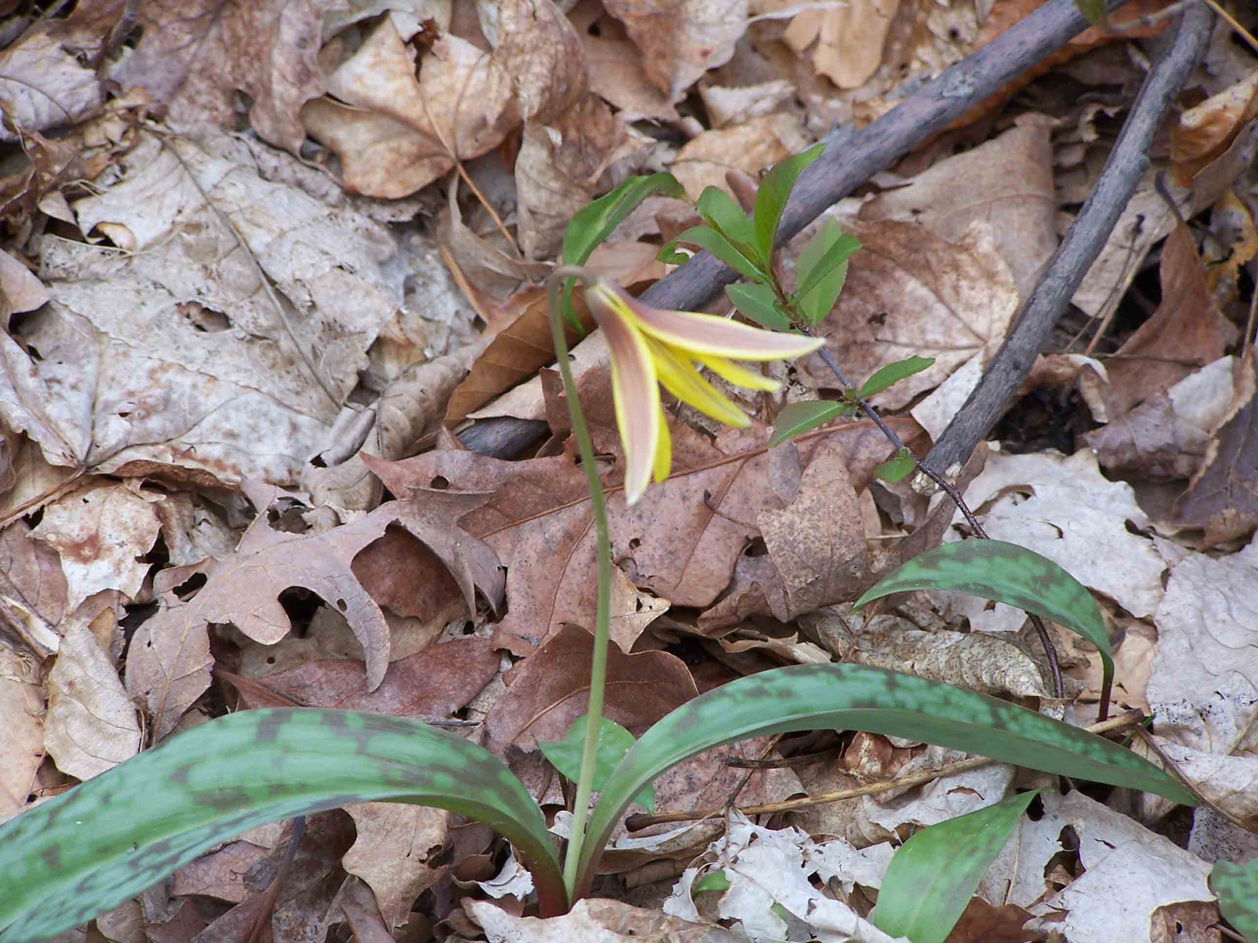 Trout lily (Erythronium americanum) - 4/29/07. Courtesy at@rohland.org
