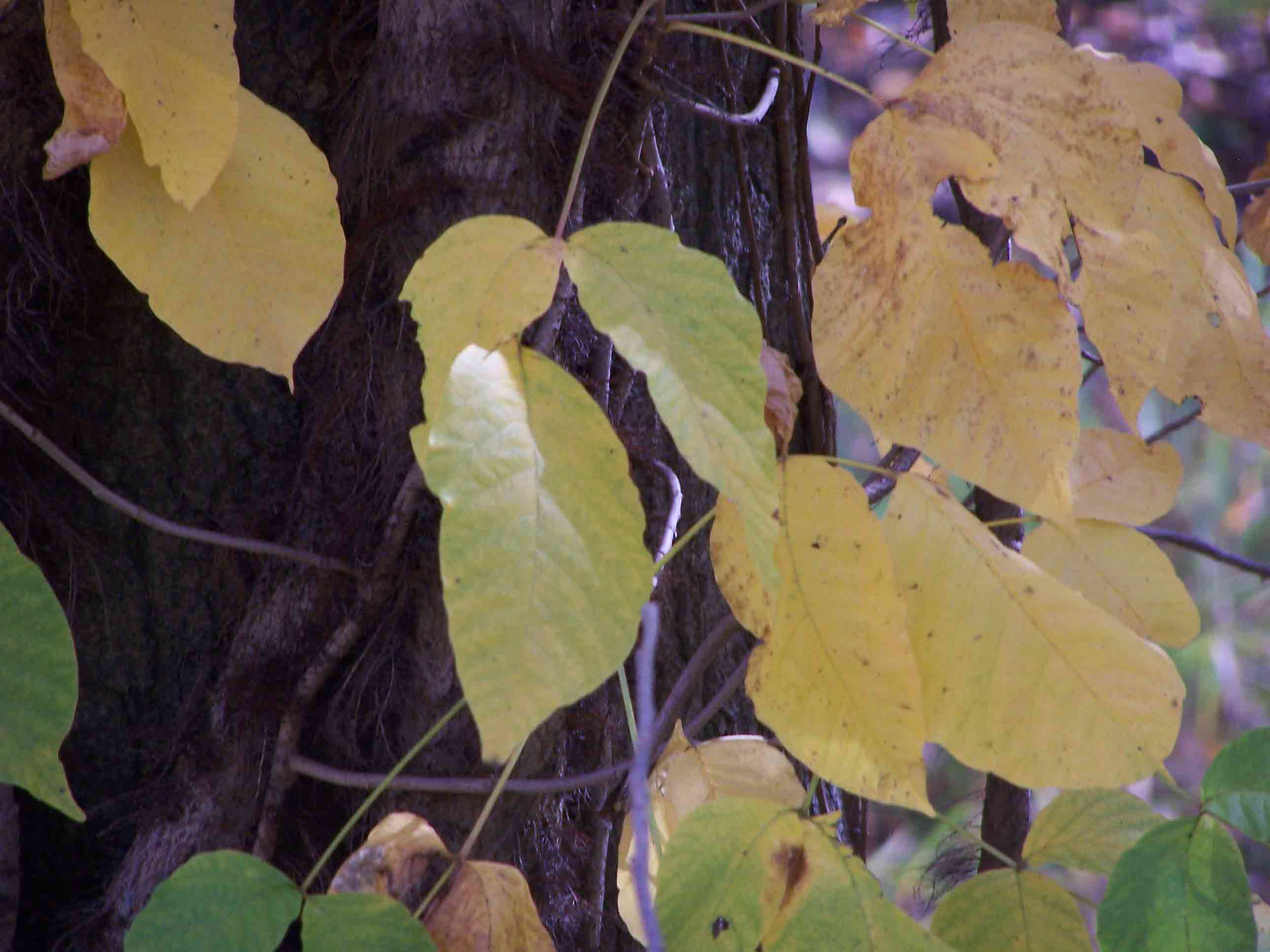 Close-up of poison ivy fall colors. Courtesy at@rohland.org