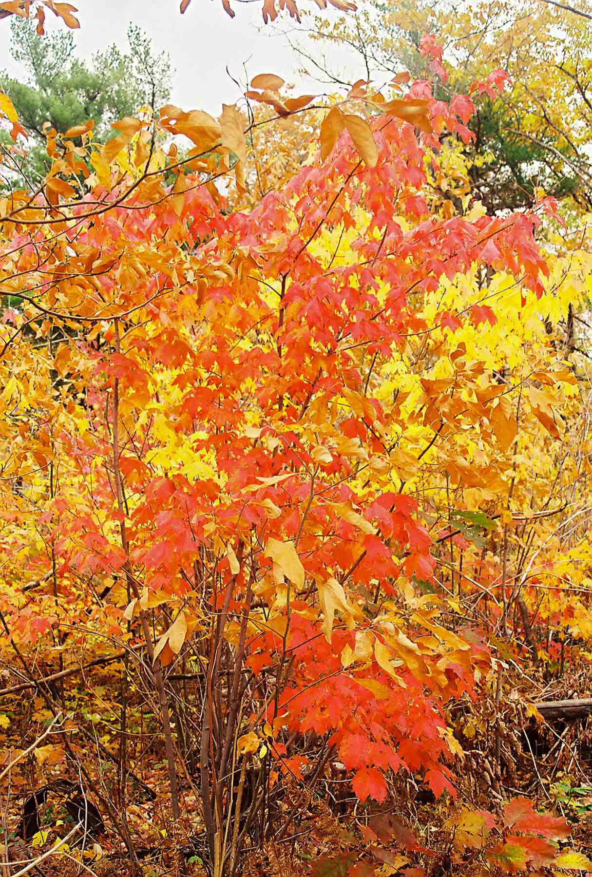 Fall color near Culver fire tower.  Courtesy dlcul@conncoll.edu