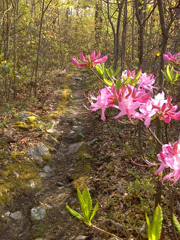 Trailside wild azaleas coming into bloom (May 2012)  Courtesy pjwetzel@gmail.com