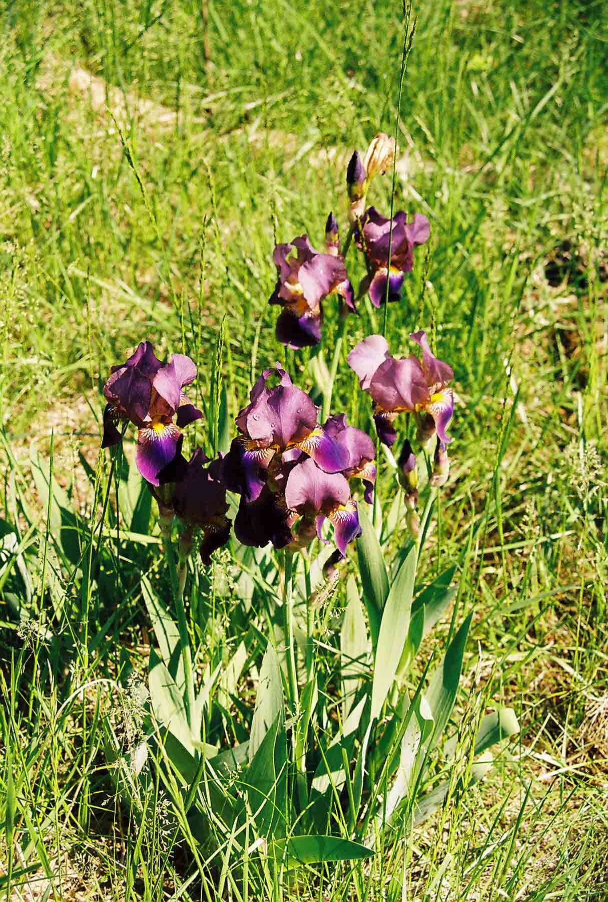 'Feral' iris south of Blue Mountain Lakes Road. The trail follows what was a housing development road along the ridge. At one time there were cabins along this ridge. They were torn down when the Federal Government bought the land for the Delaware Water Gap Recreation area. This patch of iris was once in somebody's front yard.  Courtesy dlcul@conncoll.edu