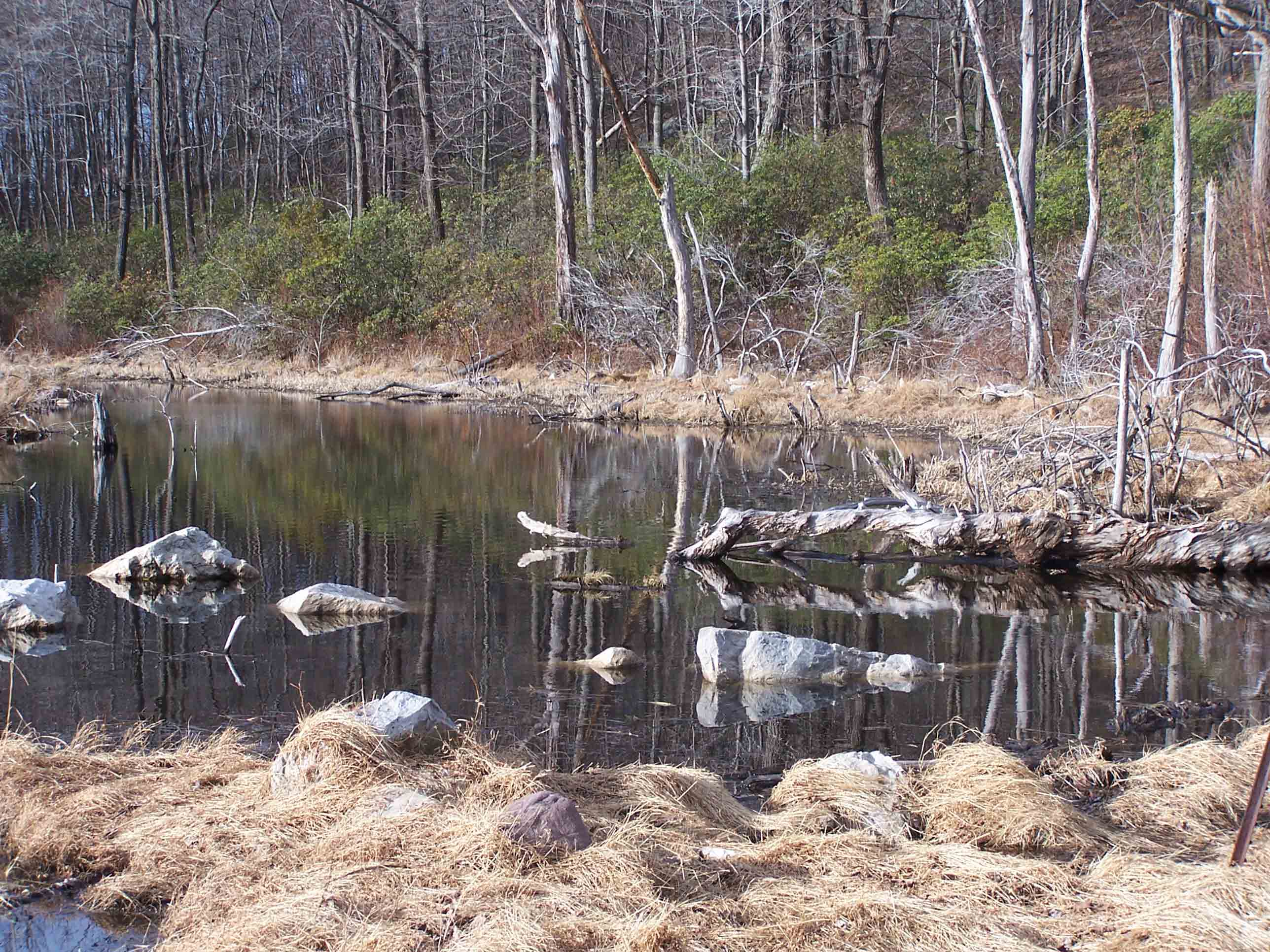 mm 14.0 - Beaver Pond. Courtesy at@rohland.org