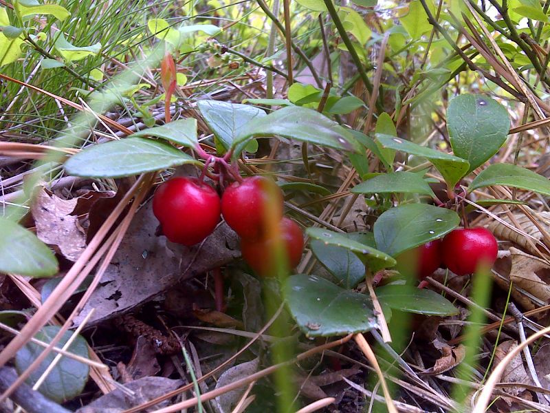 Abundant ripe Tea Berries in open burn area. GPS N41.1622 W74.8144  Courtesy pjwetzel@gmail.com