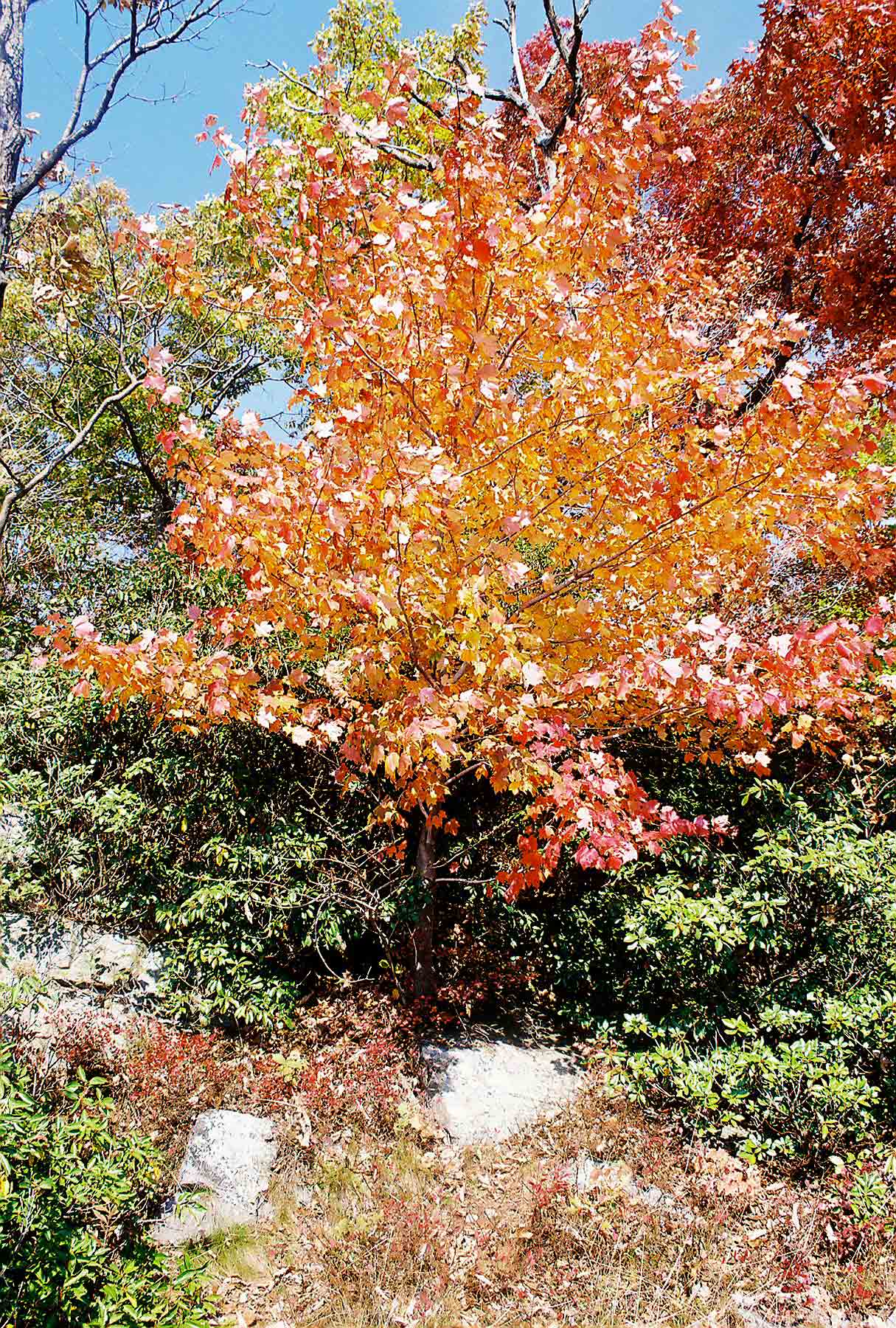 Fall Color near Sunfish Pond.  Courtesy dlcul@conncoll.edu