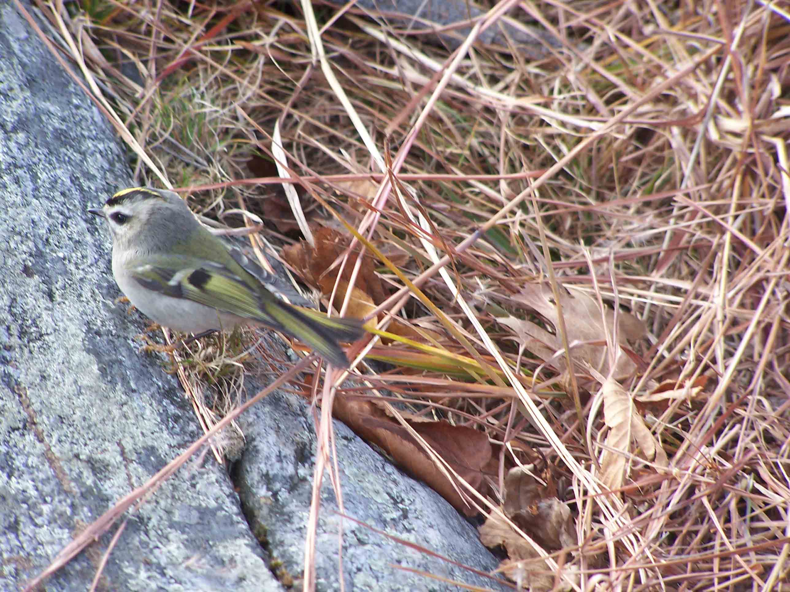 Golden-crowned Kinglet?? Can anyone tell us for sure? Courtesy at@rohland.org