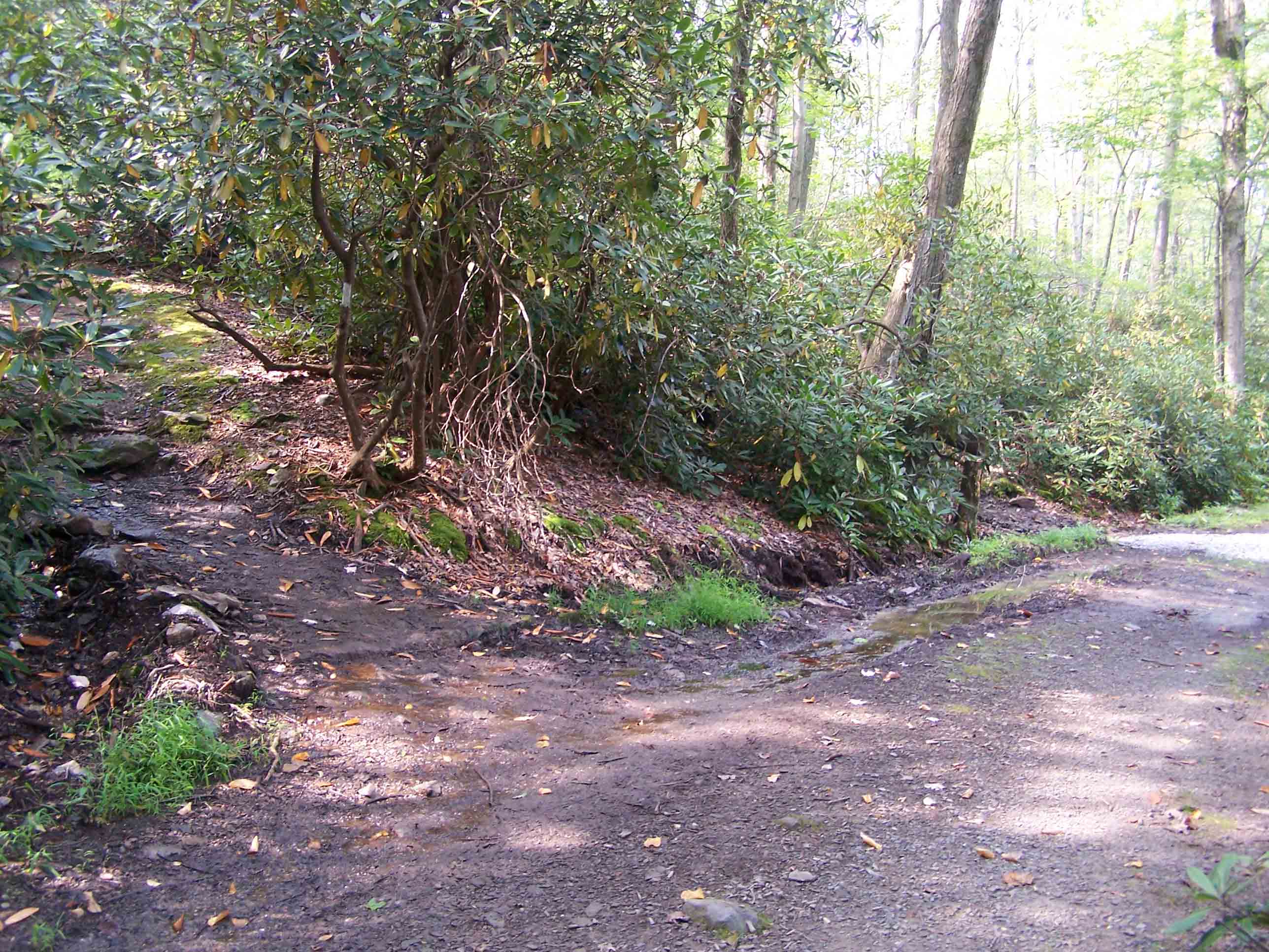 mm 0.4 Leave gravel road and ascend through a rhododendron thicket. Courtesy at@rohland.org