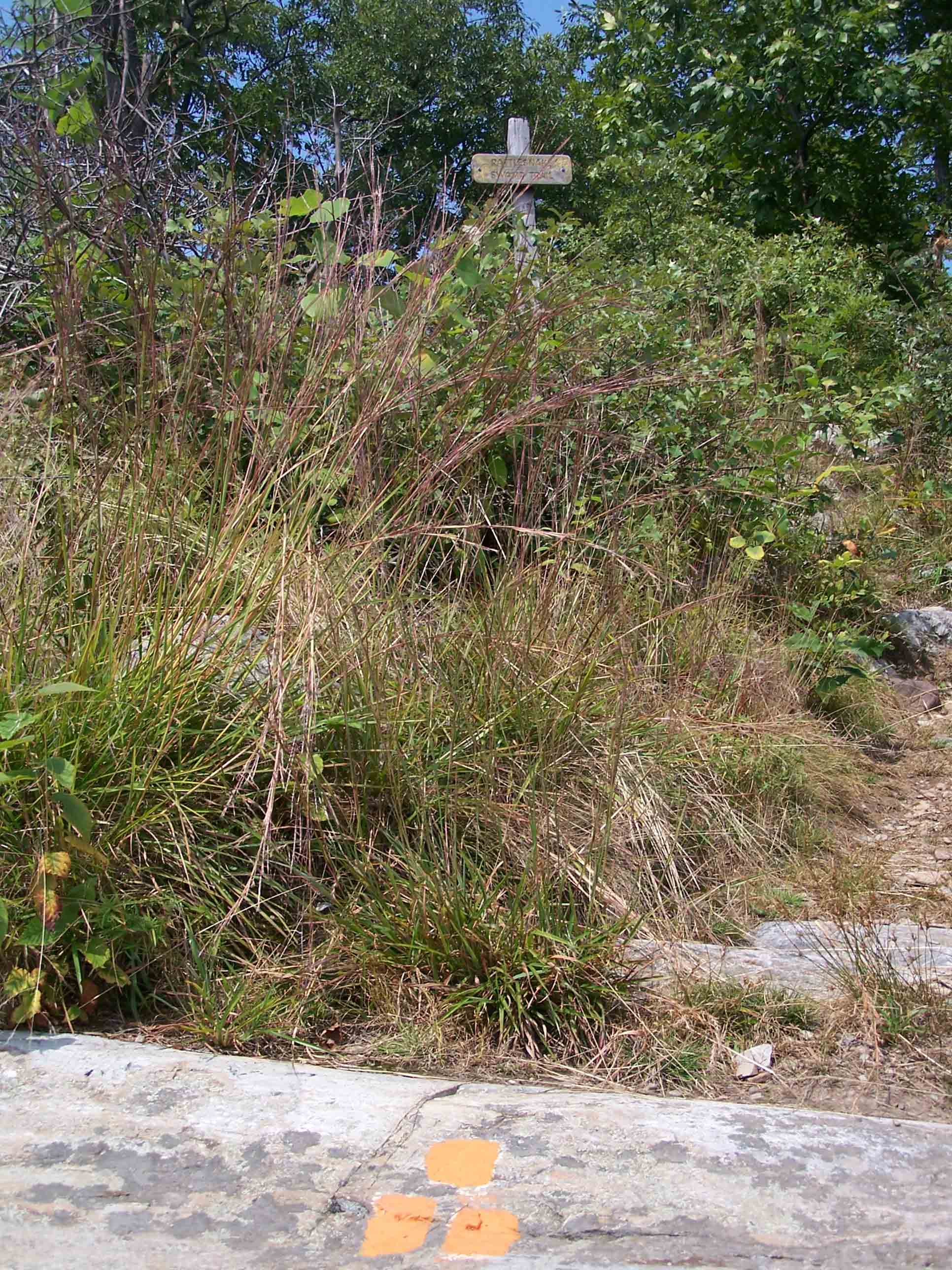 mm 2.0 Rattlesnake Swamp Trail. Courtesy at@rohland.org