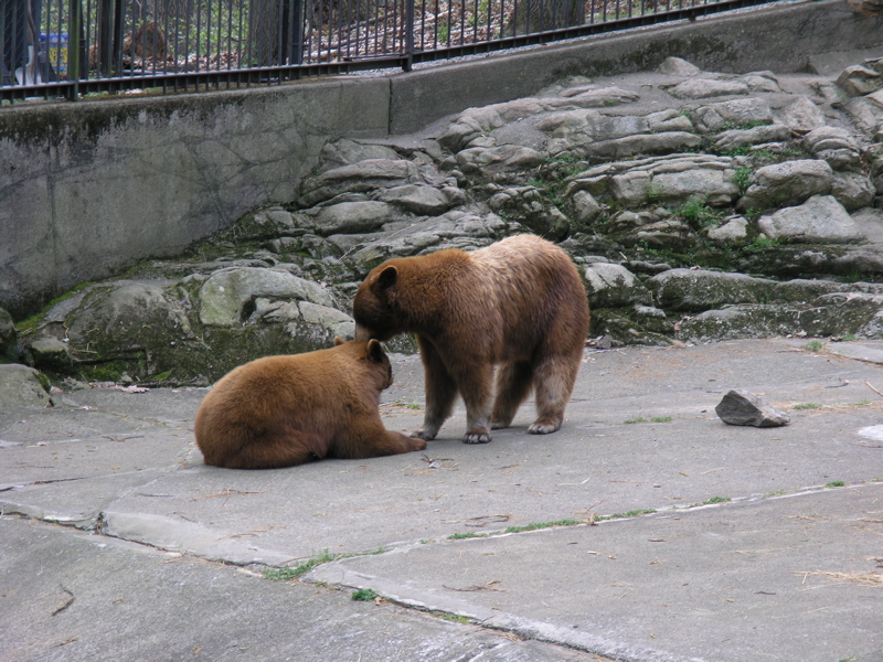 mm 0.2  Bears in Trailside Zoo.  Courtesy seqatt.net@sbcglobal.net