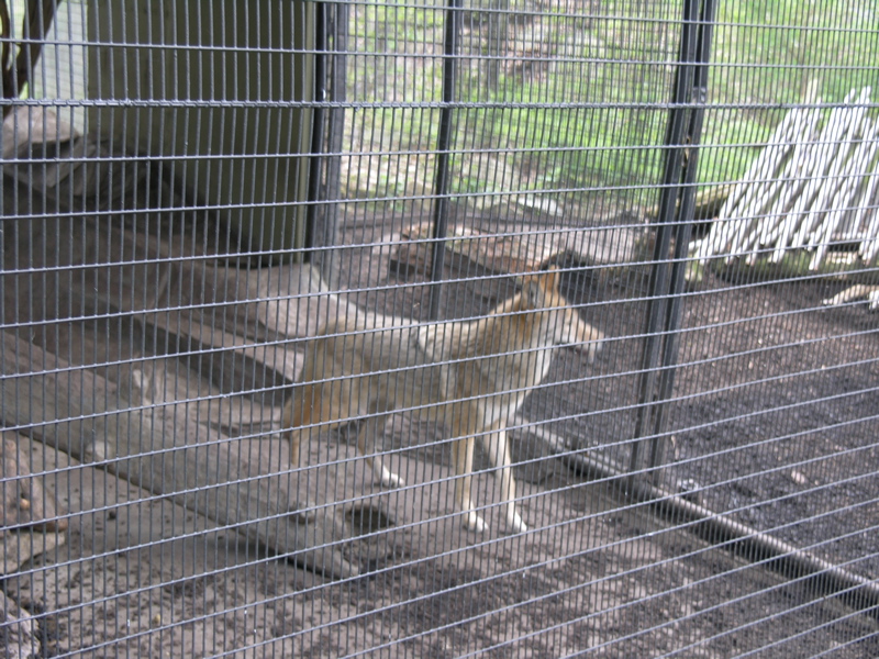 mm 0.2  Coyote in Trailside Zoo.  Courtesy seqatt.net@sbcglobal.net