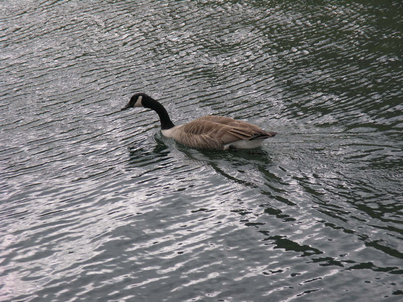 Canada Goose in Hessian Lake. Taken at approx. mm 0.4  Courtesy seqatt.net@sbcglobal.net