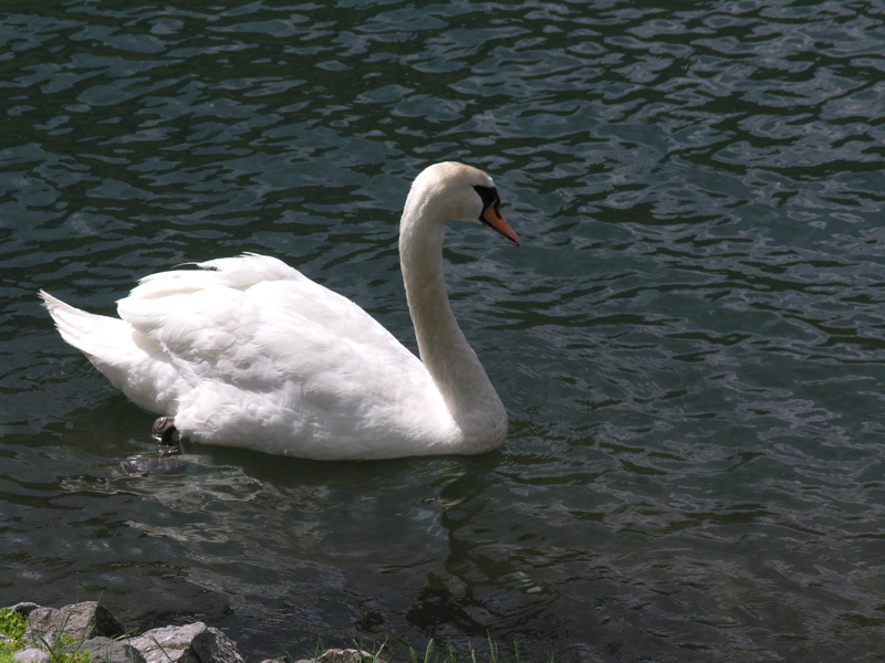 Swan in Hessian Lake. Taken at approx. mm 0.6.  Courtesy seqatt.net@sbcglobal.net