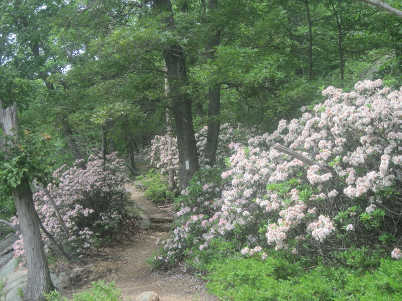 Mountain laurel in bloom on the south side of Bear Mountain. Taken at approx. mm 4.0.   Courtesy dlcul@conncoll.edu
