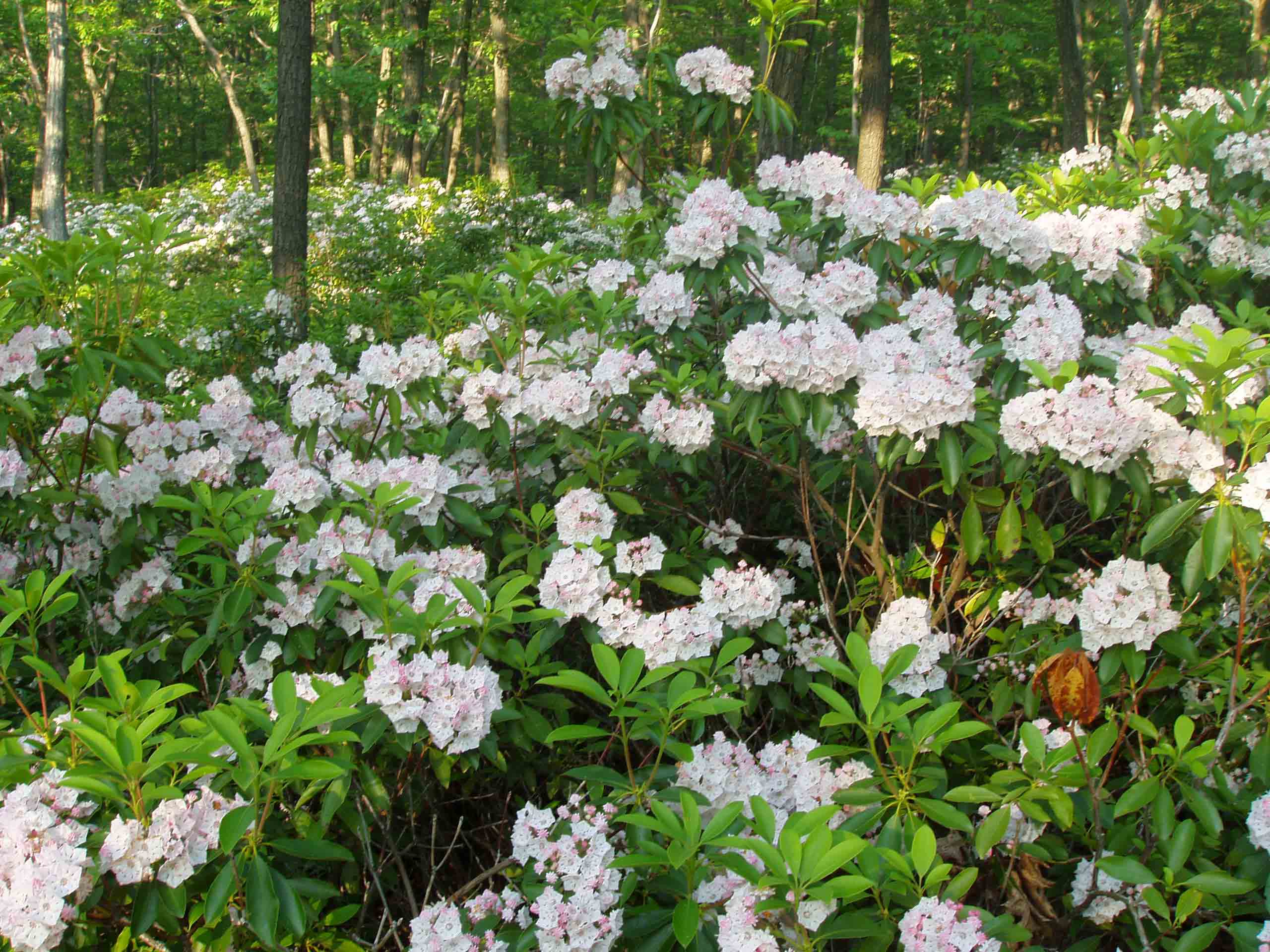 Western side of Letterrock Mountain. Miles and Miles of flourishing mountain laurel in full bloom in New York's Harriman State Park on June 8th 2007.  Courtesy froto