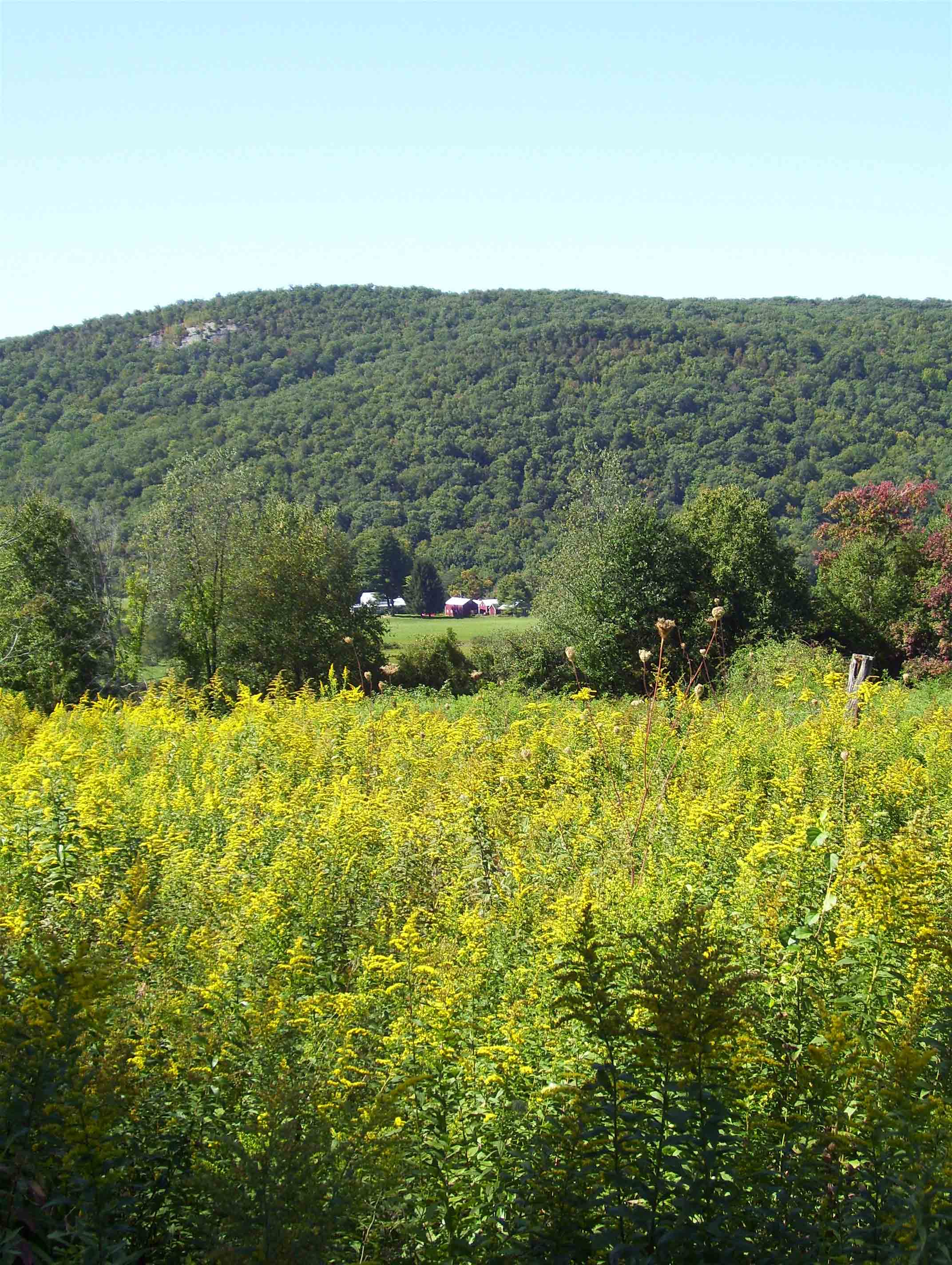 View to the west across a field of goldenrod. Taken at approx. mm 1.6.  Courtesy dlcul@conncoll.edu