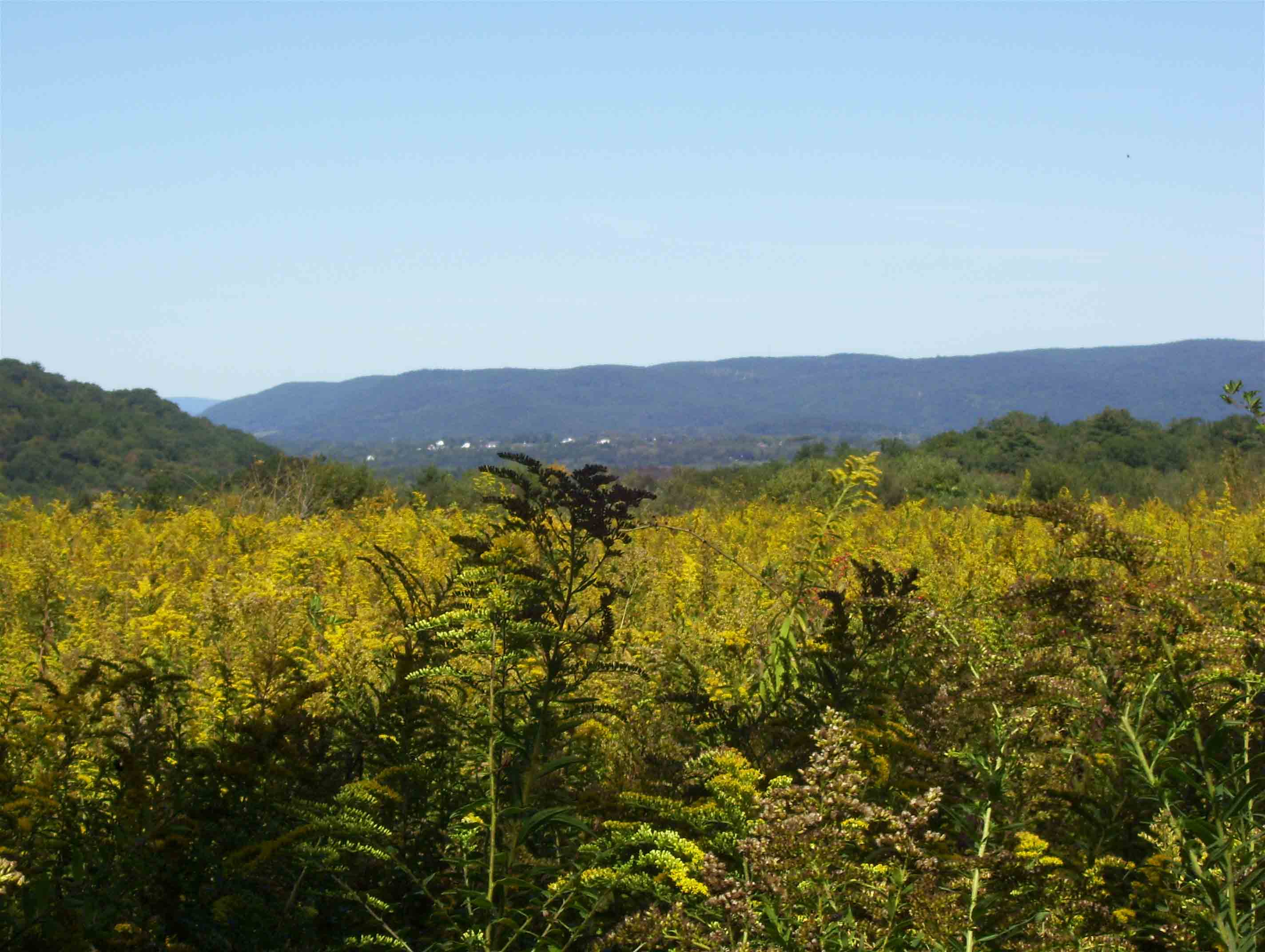 View to the north across a field of goldenrod. Taken at approx. mm 1.6.  Courtesy dlcul@conncoll.edu