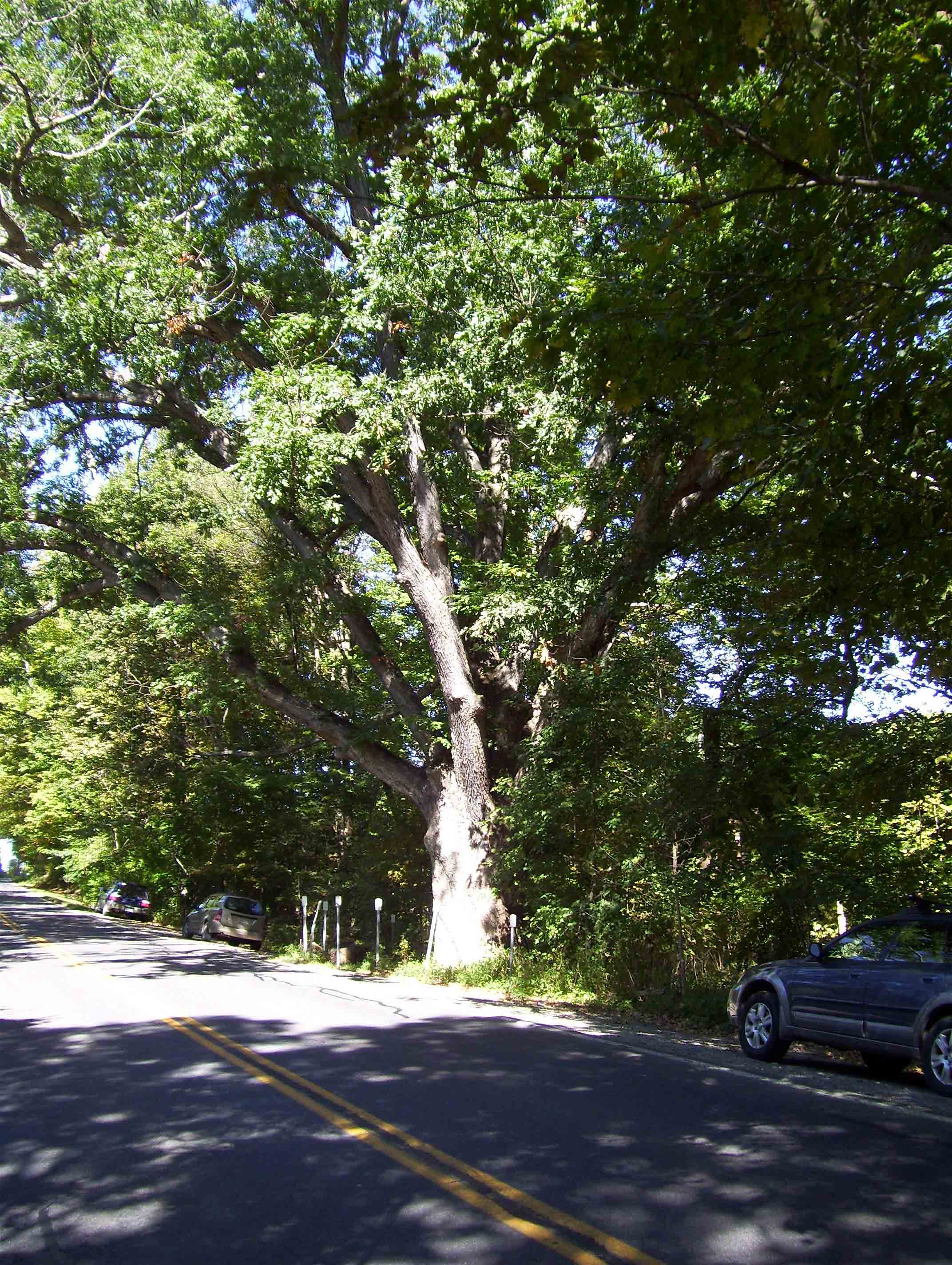 mm 2.4 Another view of the Dover Oak. You can see some of the roadside parking.  Courtesy dlcul@conncoll.edu