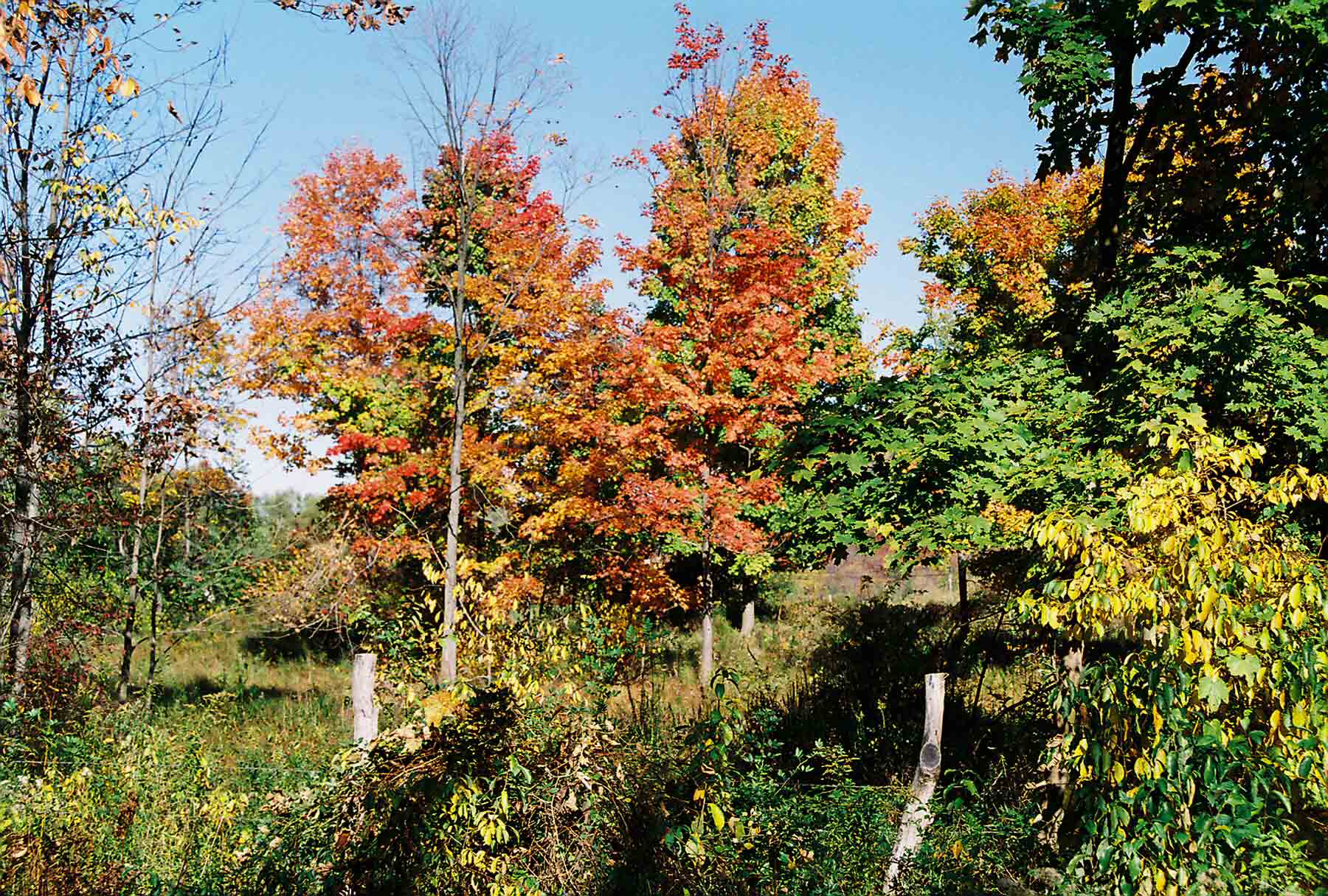 Fall color just west (trail south) of RPH shelter. Courtesy dlcul@conncoll.edu