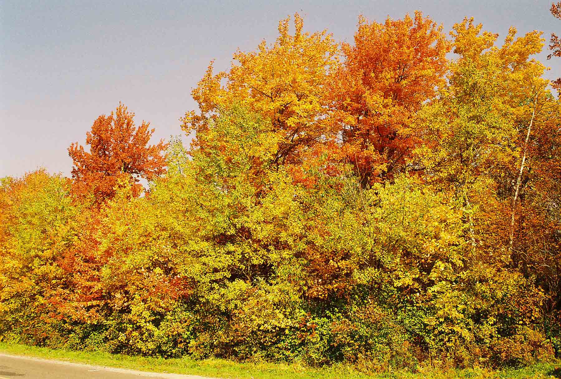 Fall color near the trail crossing of Horontown Road (Mile 0.3). Courtesy dlcul@conncoll.edu