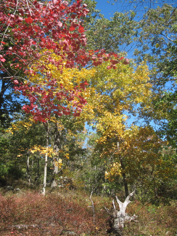 mm 4.3 Fall color along the trail.  This particular picture was taken from a point just after the southbound AT leaves the old road and heads towards Canopus Lake as a footpath.  Courtesy dlcul@conncoll.edu