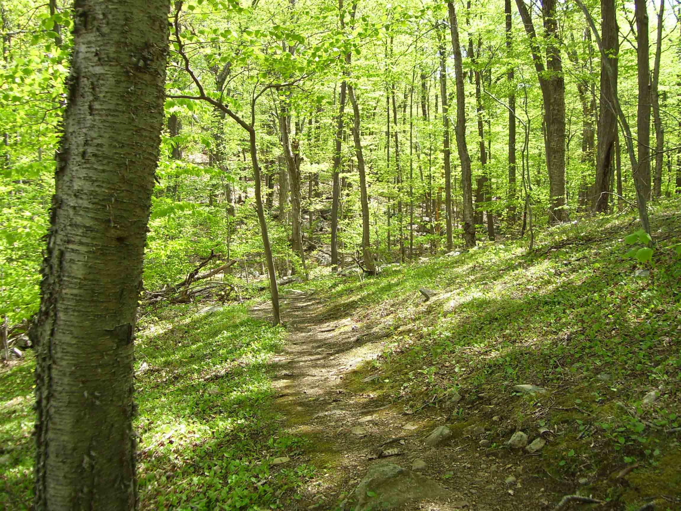 Typical terrain as found throughout most of this section in Fahnestock State Park.  Courtesy dlcul@conncoll.edu