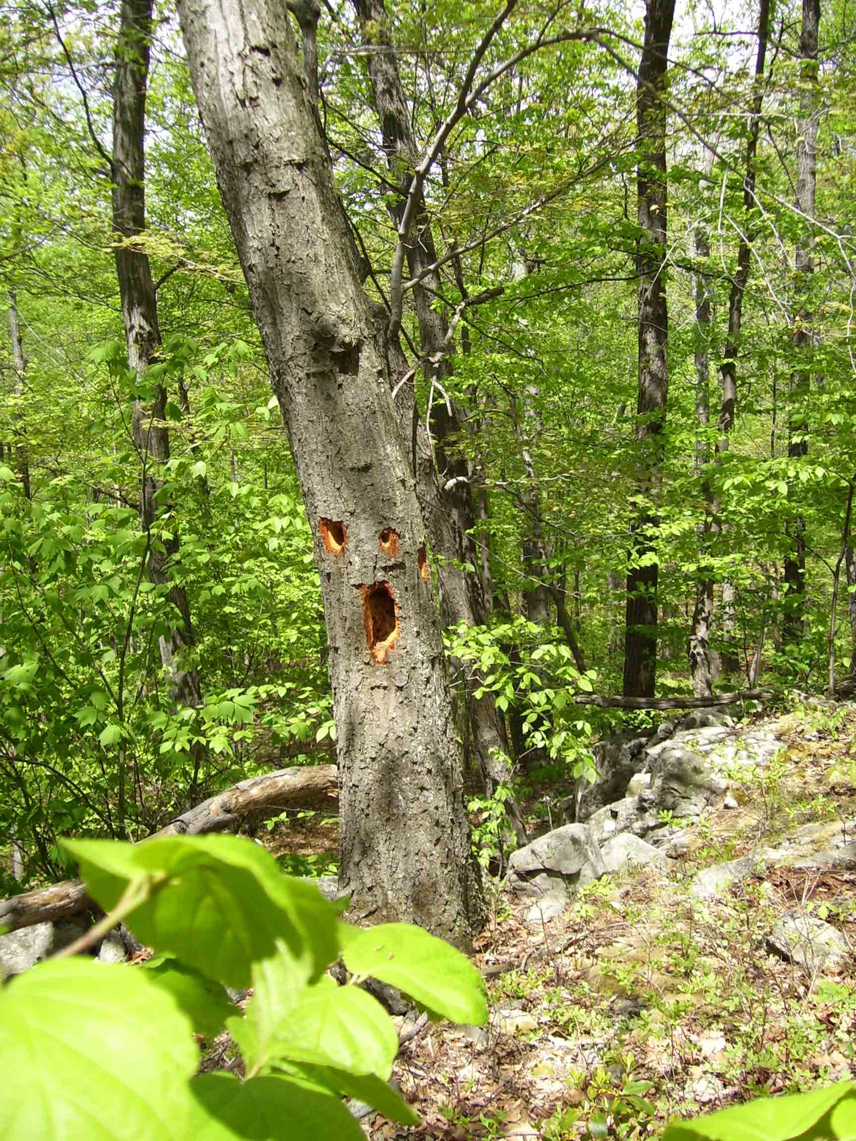 "Ghost Tree", the result of extensive woodpecker activity.  Courtesy dlcul@conncoll.edu
