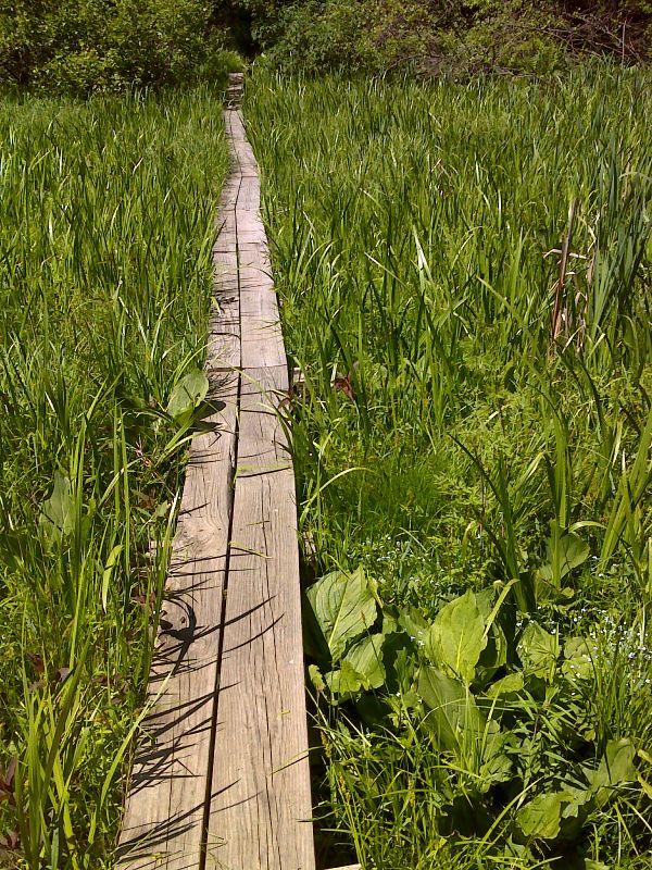 Short swamp walk just south of Old Albany Post Road. Taken at approx. mm 1.8. GPS N41.3788 W73.8963   Courtesy pjwetzel@gmail.com