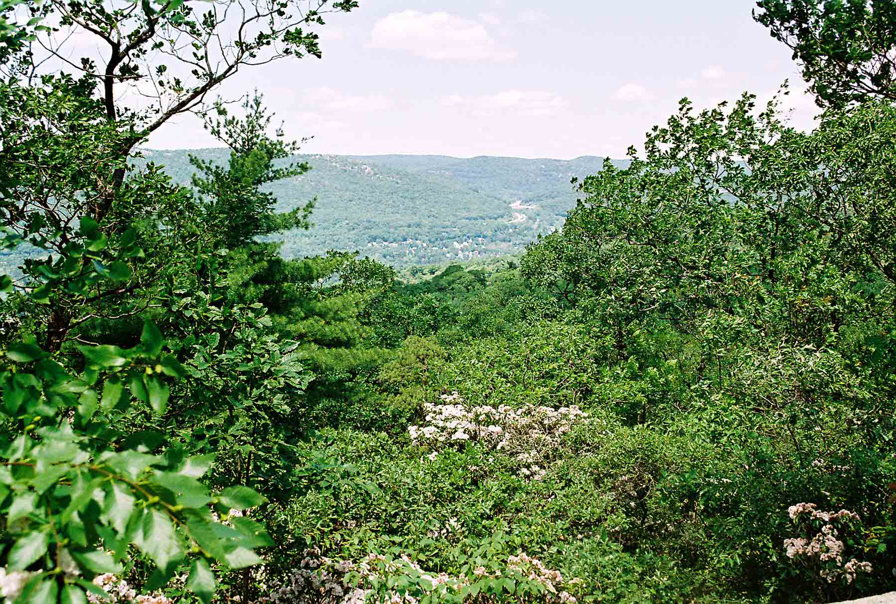 View west from Canada Hill taken in June when laurel was in full bloom.  Courtesy dlcul@conncoll.edu