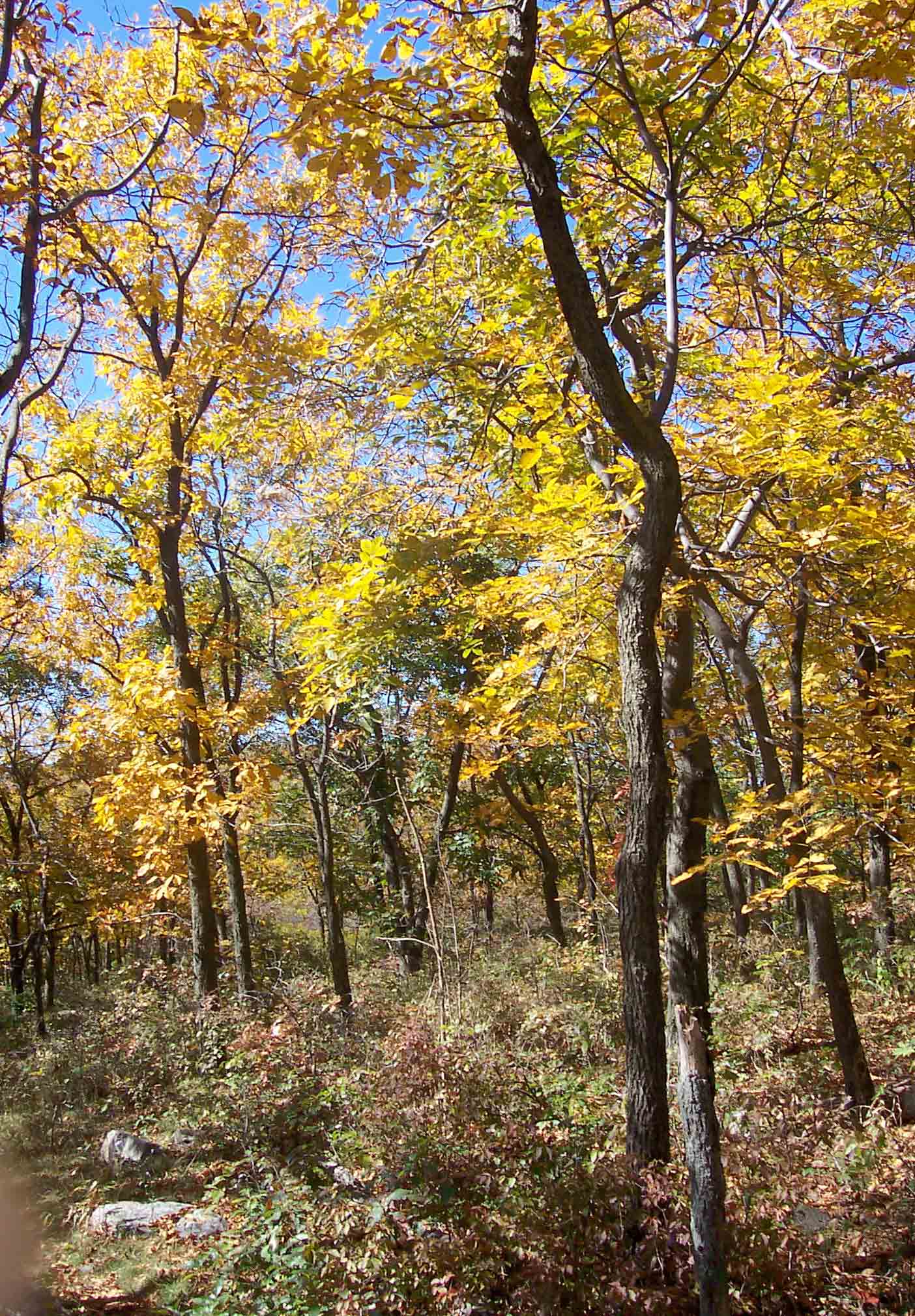 Some early fall color just south of Tott's Gap. Taken at approximately mm 5.0.  Courtesy dlcul@conncoll.edu