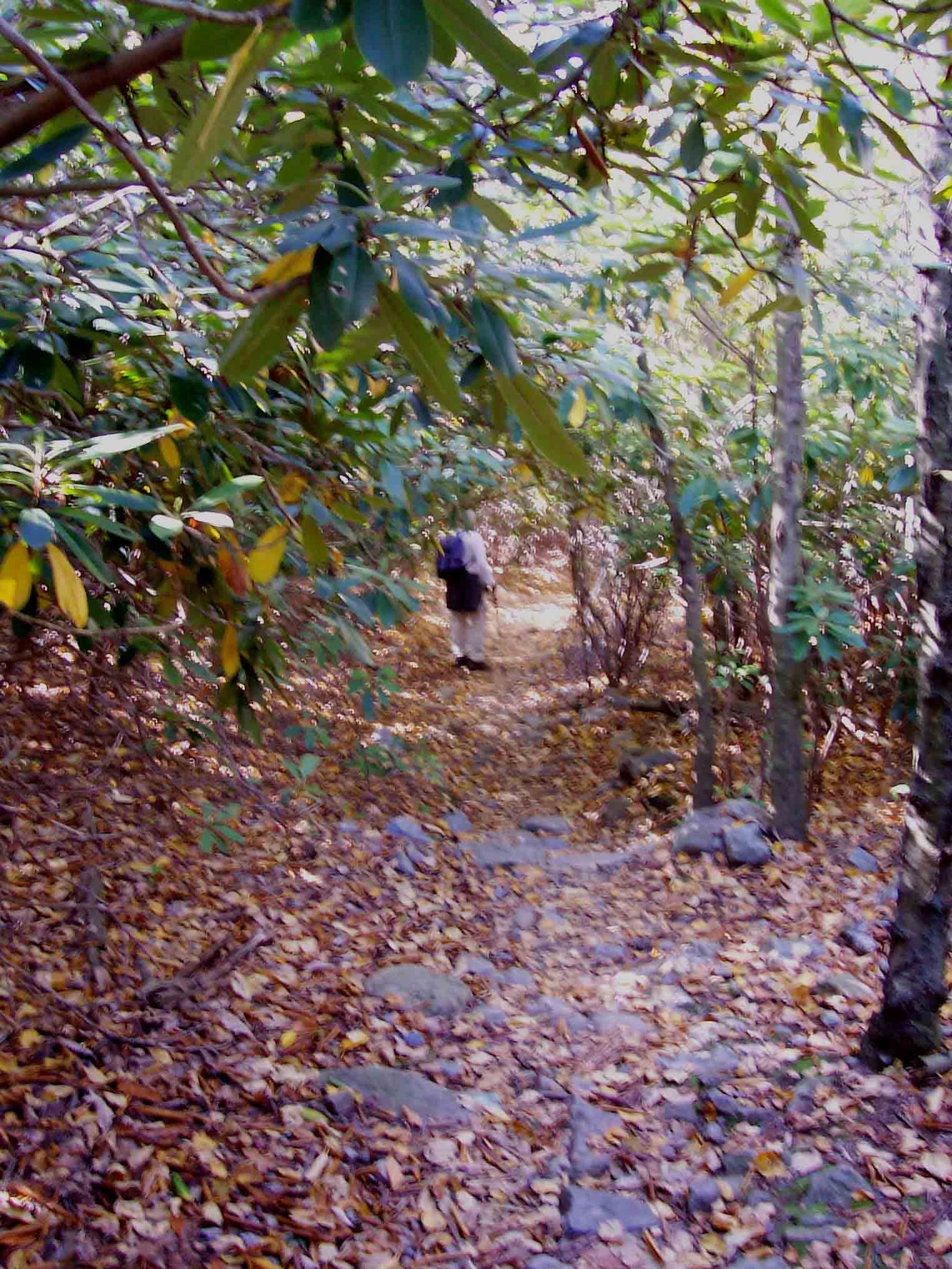 The trail runs through a large area of rhododendron thickets. Taken at approx. MM 2.2.  Courtesy dlcul@conncoll.edu