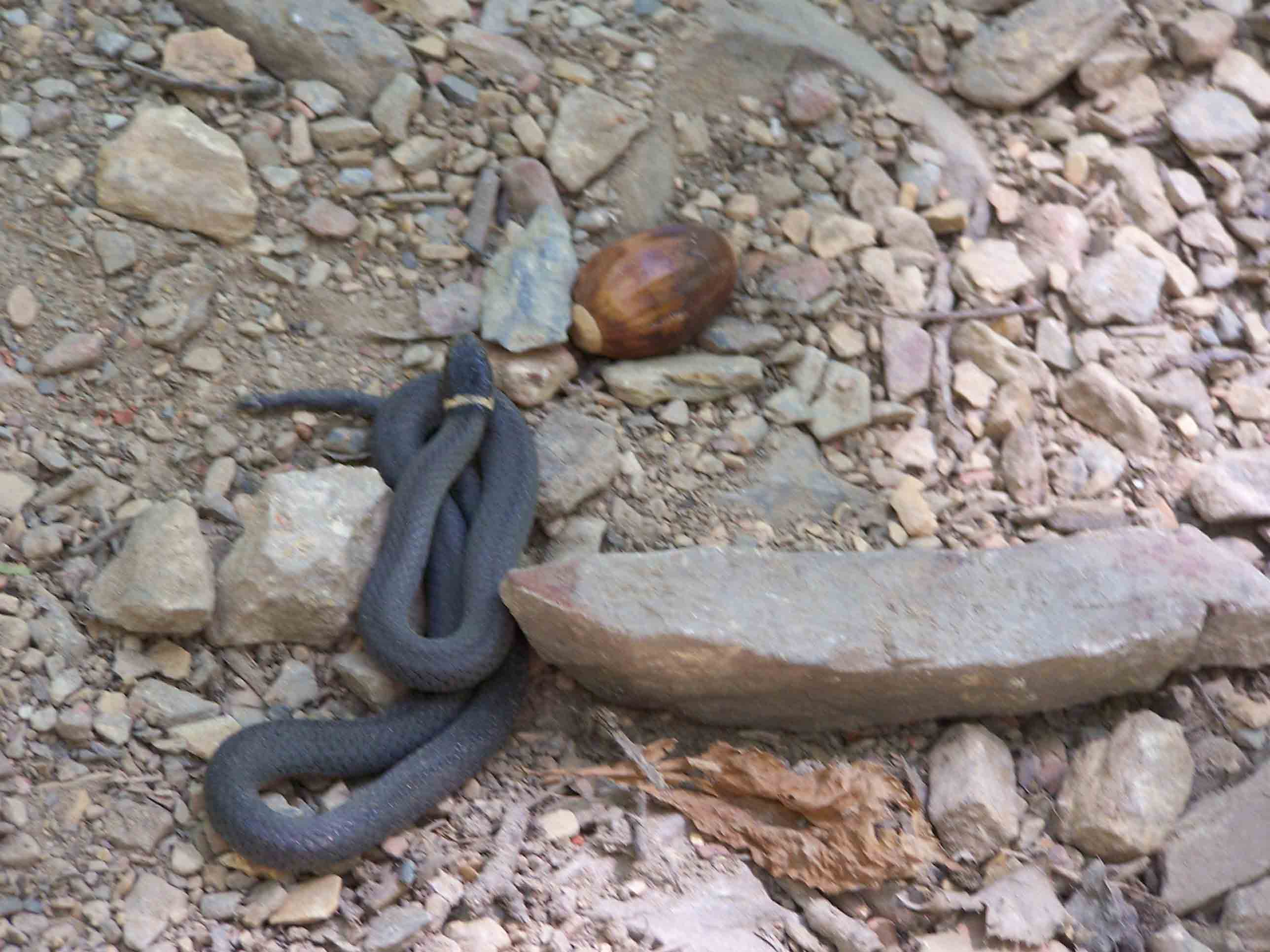 Trail visitor - Northern Ring-necked snake. Courtesy at@rohland.org
