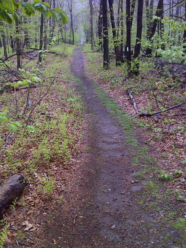 Easy hiking for the first 1.5 miles between Fox Gap and Wolf Rocks.   GPS N40.9296 W75.2161  Courtesy pjwetzel@gmail.com