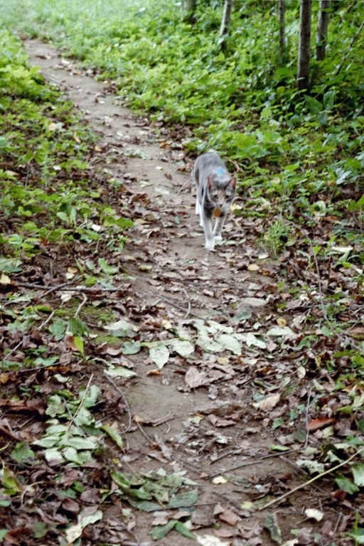 Our AT hiking cat Rachel near Rt 11. Courtesy at@rohland.org