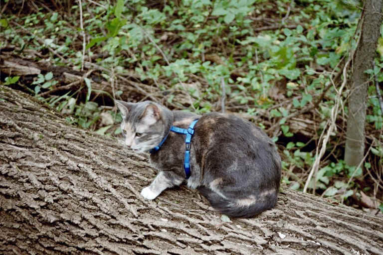 Rachel taking a break from her AT hiking between Bernhisel Rd. and Rt. 11. Courtesy at@rohland.org