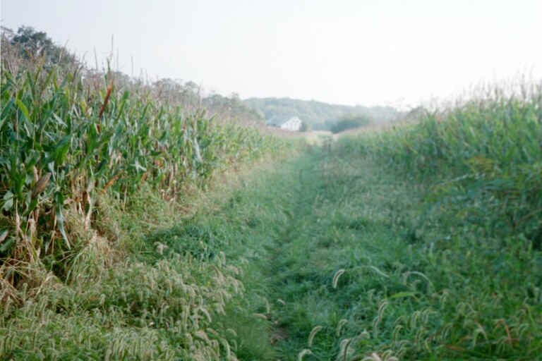 AT through a corn field. Courtesy at@rohland.org