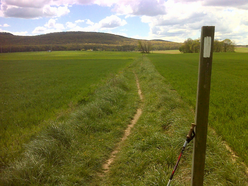 Long field walk, looking south to Leidigh Road. GPS N 40.1452 W77.1187  Courtesy pjwetzel@gmail.com
