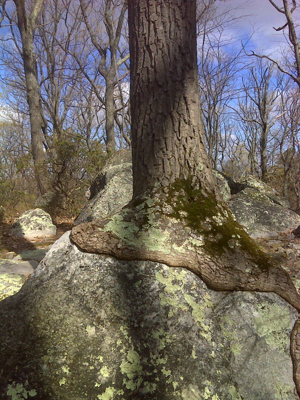 Tree appearing to grow out of solid rock. GPS N 40.1019 W77.1150  Courtesy pjwetzel@gmail.com