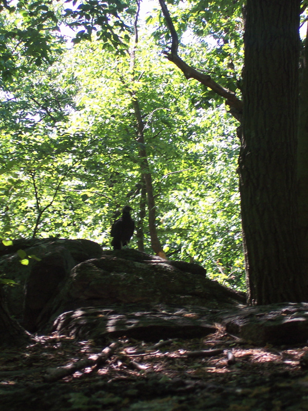 Hawk on crest of Rocky Ridge.  Unfortuately it is in the shadows  Courtesy dlcul@conncoll.edu