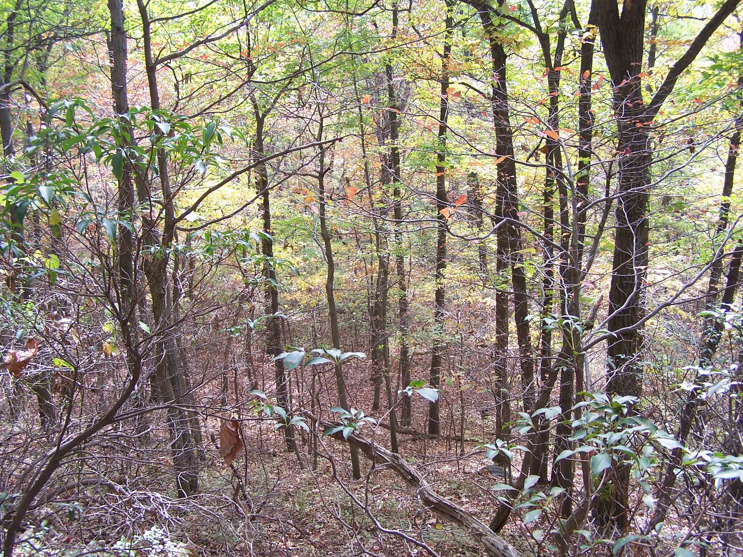 View down from trail into woods. Courtesy at@rohland.org