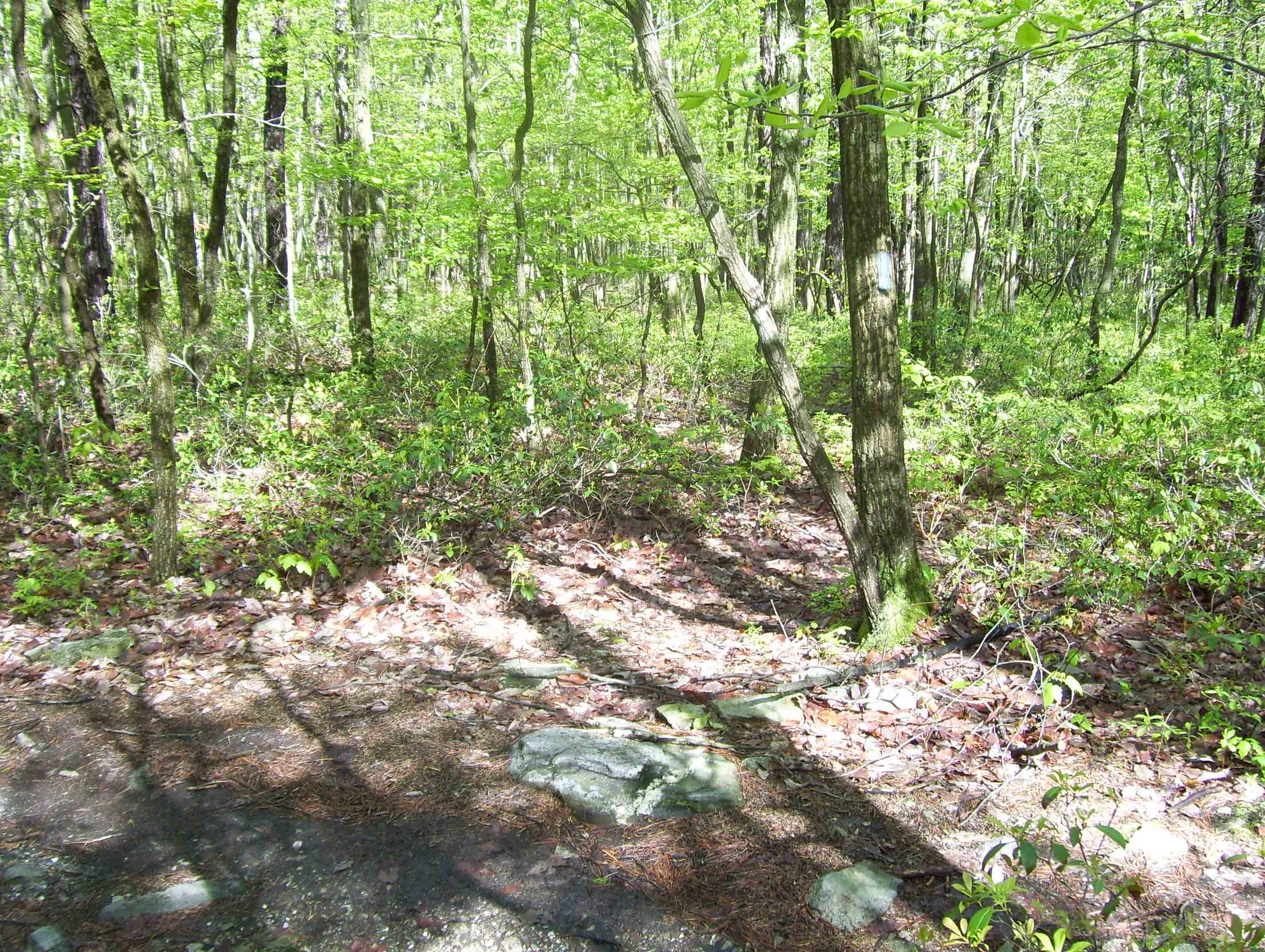 MM 4.6  Junction with the blue-blazed trail which leads 0.7 miles to Mountain Creek Campground on Pine Grove Road. In this picture taken in 2008 there is no sign and the blazes are somewhat faded. This junction could easily have been missed.  Courtesy dlcul@conncoll.edu