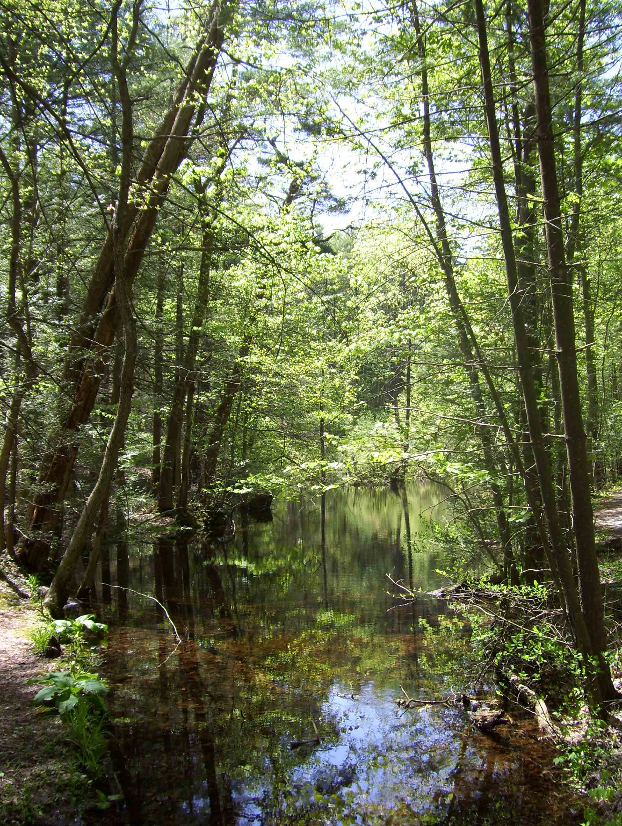 A springtime view taken near the junction with the Swamp Trail. Taken at approx. MM 9.8.  Courtesy dlcul@conncoll.edu