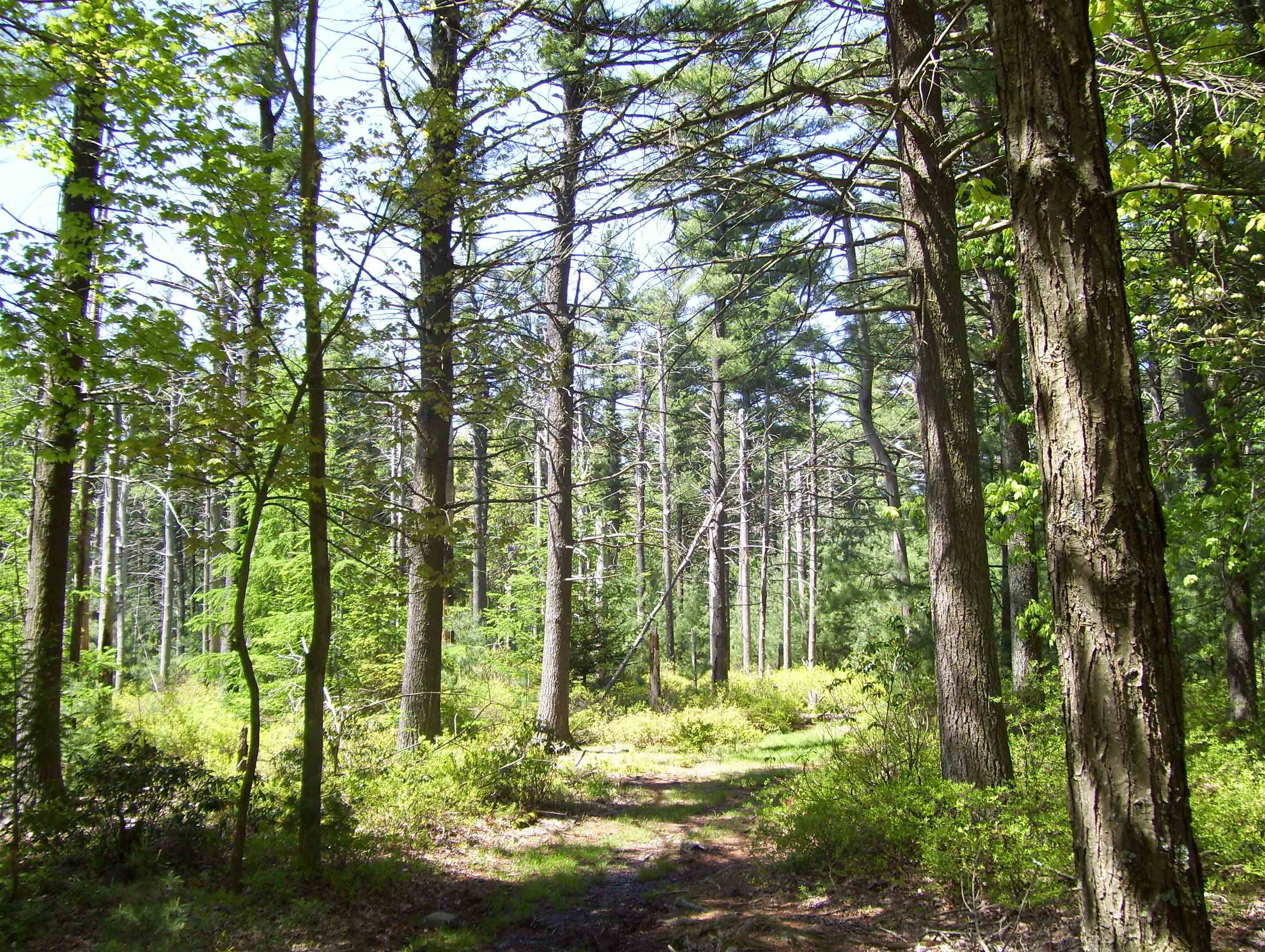 North of the first crossing of Ridge Road the trail passes along the edge of a clearing in an area of pine trees. Taken at approx. mm 11.4. Courtesy dlcul@conncoll.edu