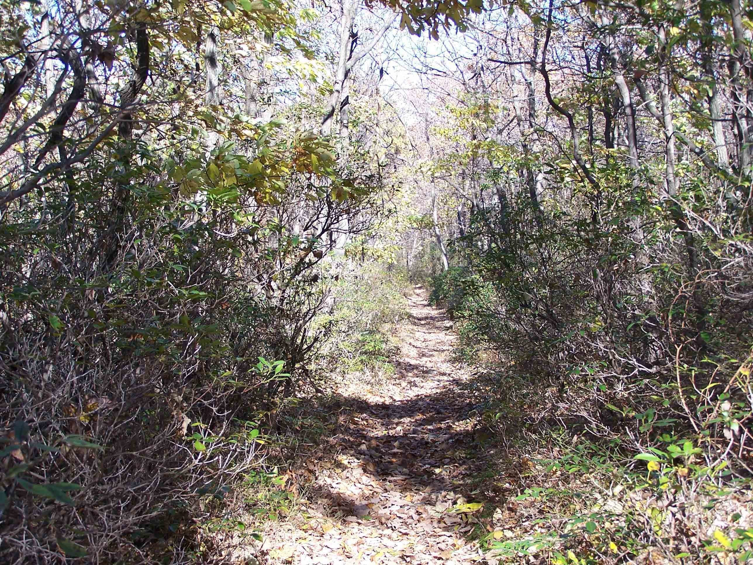 Trail between Woodrow Rd and game preserve. Courtesy at@rohland.org