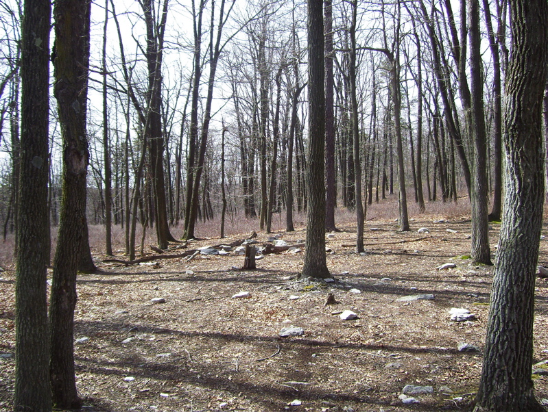Primitive campsites north of Woodrow Road.  Northbound from here, the trail descends about 500 feet in elevation, sometimes steeply, to Toms Run Shelters.  Taken at approx. mm 4.4.  Courtesy dlcul@conncoll.edu