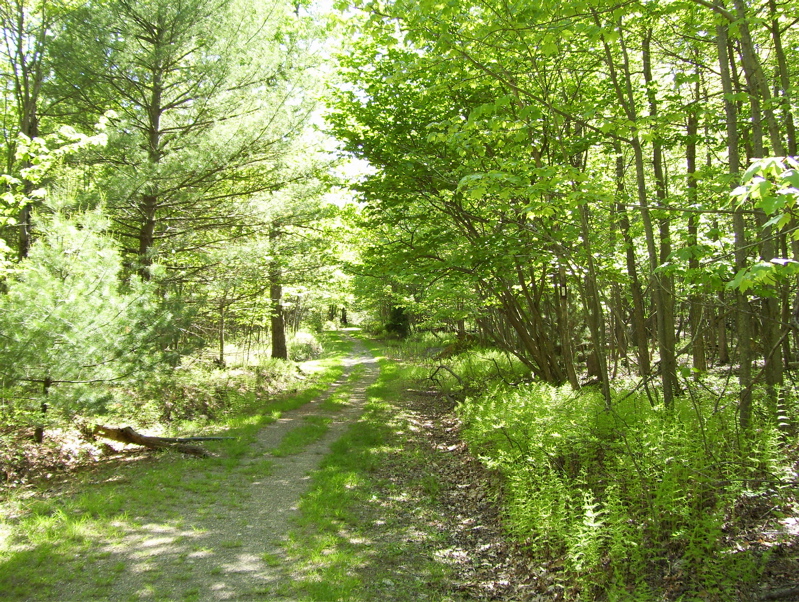 This old road is the Greenwood Furnace Road.  The Locust Gap Trail and the AT coincide for about 0.2 miles along it.  Taken at mm 17.7  Courtesy dlcul@conncoll.edu