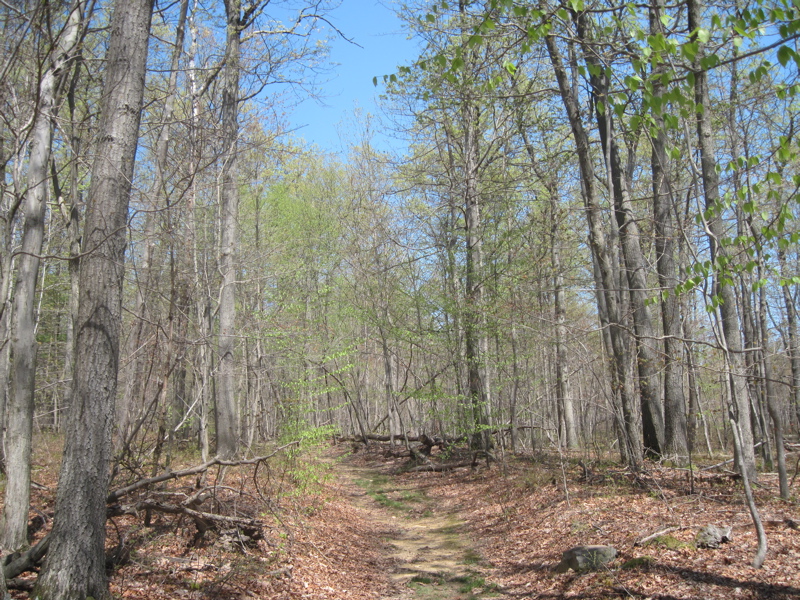 In several places in this section such as the area shown here, the trail appears to be following an old road. Taken at approx. mm 13.0  Courtesy dlcul@conncoll.edu