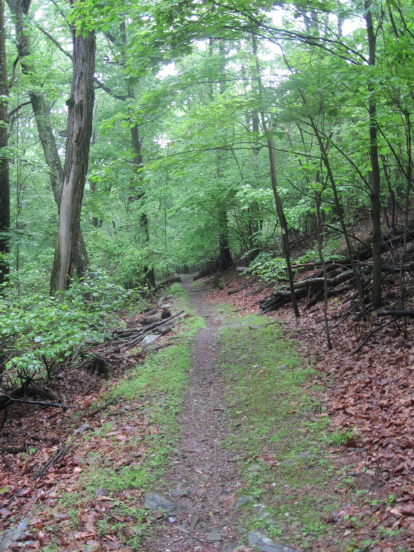 From Buena Vista Road to Falls Creek, the trail mostly follows an old road. Taken at approx. mm 17.0.  Courtesy dlcul@conncoll.edu