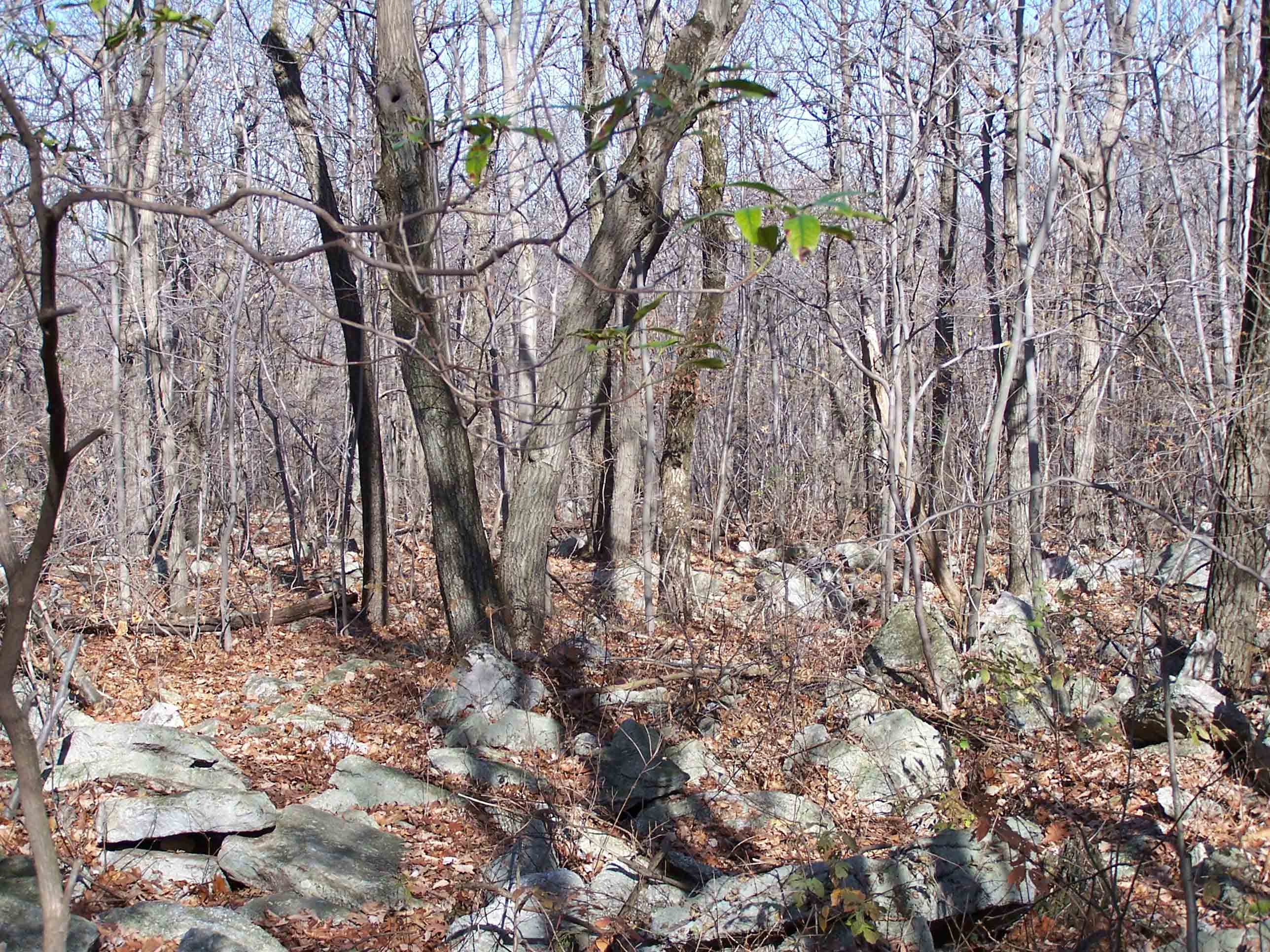 Trail between Lehigh Furnace Gap and Bake Oven Knob. Courtesy at@rohland.org