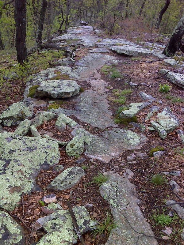 Rare walk on flat bedrock, spine of Blue Mountain. GPS N40.5815 W76.0120  Courtesy pjwetzel@gmail.com