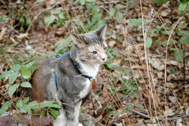 Rachel our AT hiking cat. Courtesy at@rohland.org